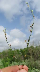 Image result for Schwenckia