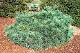 Check spelling or type a new query. 9 Small Evergreen Shrubs To Grow For Year Round Beauty