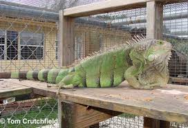 You need to dedicate yourself to him, you will become an iguana slave in the process. Green Iguana Care Sheet Reptiles Magazine