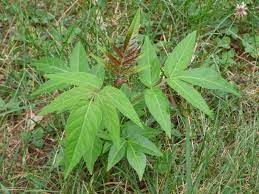 446 best weed tree free brush downloads from the brusheezy community. Controlling Tree Of Heaven Weeds Learn How To Kill Tree Of Heaven Weeds