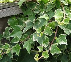 Maybe you would like to learn more about one of these? How To Get Rid Of Ivy Growing Vines Leaves Plants Garden Trees Grass Lawn Flowers Irrigation Landscaping City Data Forum