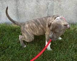 I have tried punishing her for it, tried making it a happy experience and even. How To Potty Train My Puppy Pitbull Best Dogs For Agility Training