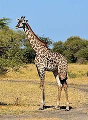Plik:Giraffe in Selous Game Reserve (9) (29049301195), crop.jpg –  Wikipedia, wolna encyklopedia