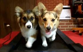 GENERAL HISTORY OF DOGS. 