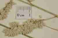 Image result for Eragrostis echinochloidea