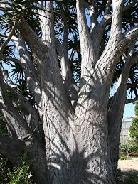 Image result for Aloe barendii