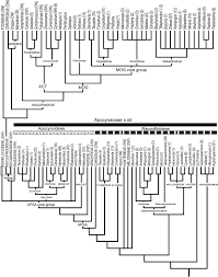Image result for Apocynaceae subfamilies Apocynoideae and Rauvolfioideae