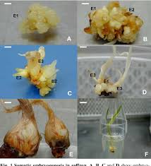 In response to growing demand of food to support an increasing population, biotechnology has allowed us to increase world agriculture allowing for a greater production of staple foods including wheat and rice. Pdf Saffron Crocus Sativus L Tissue Culture Micropropagation And Secondary Metabolite Production Semantic Scholar