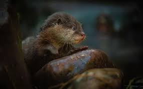 See more ideas about otters, baby otters, otter love. Otter Pups Take To The Water For First Time At Chester Zoo Wirral Globe