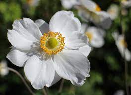 Rather common in the middle ages. 45 Types Of White Flowers With Pictures Flower Glossary