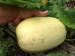 Ripening Of Spaghetti Squash Tips On How To Ripen Green Spaghetti Squash Growing Spaghetti Squash Spaghetti Squash Plant Squash Plant