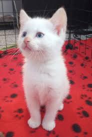 New member welcome at Purrfect Homes Animal Rescue