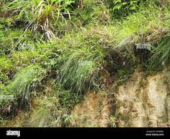 Image result for Tristachya