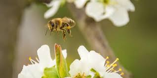 Some of bees favourite flowers are listed below. The Benefits Of Bees To Your Garden When Well Controlled Jp Pest Services