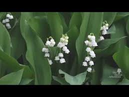 Lilies bloom brightly inside a classic art deco vase. How To Identify Lily Of The Valley Convallaria Majalis Youtube