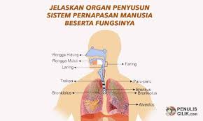 Sistem pernapasan pada manusia mencakup tiga hal pokok. Struktur Trakea Pada Sistem Pernapasan Manusia Berbagi Struktur