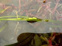 Image result for Zosteraceae