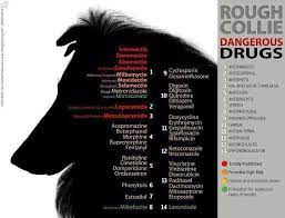 Collies And Medication Rough Collie Collie Herding Dogs