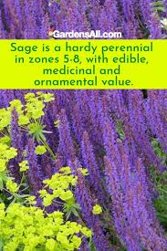 Here's everything you need to know they have a genus of almost 50 known species that have flowering plants. The Ultimate Guide To Purple Flowers Gardensall