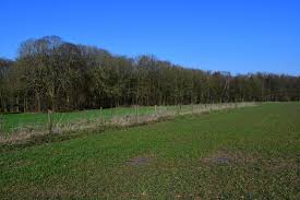 L'automne est un deuxième printemps où chaque feuille est une fleur. Cepicop Actualite Cereales Fumure Azotee Desherbage Et Surveillance Des Pucerons Sillonbelge Be