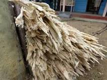 Sugarcane bagasse | Feedipedia
