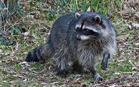 They are infinitely curious and the smartest among animals along with dolphins, monkeys, elephants, cats, and. All About The Northern Raccoon Welcome Wildlife