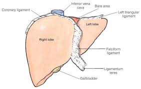 Es reicht vom diaphragma bis zum nabel. Liver Ligaments Liver Anatomy Human Liver Anatomy Diagnostic Medical Sonography