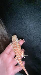 Is my bearded dragon interested in veggies?