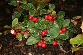 Image result for Galenia procumbens