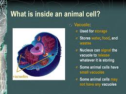 Check spelling or type a new query. Chapter 1 Lesson 1 Ms Schiavone Ppt Download
