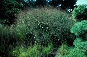 Image result for Aizoon virgatum