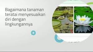 Check spelling or type a new query. Bagaimana Tanaman Teratai Menyesuaikan Diri Dengan Lingkungannya Youtube