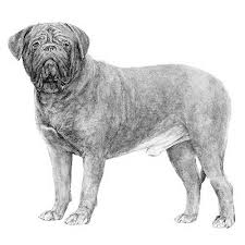 The dogue de bordeaux is one of the most ancient french breeds. Dogue De Bordeaux Dog Breed Information