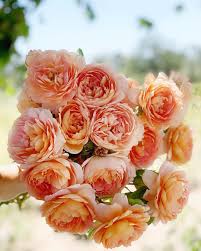I recently acquired a small band of carding mill on its own roots and it has bloomed three times for me already. Carding Mill This Rose Has Taken Some Time To Grow On Me But Is Now A Favorite First I M Not A Peachy Apricot K David Austin Roses Flowers Floral Wedding