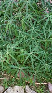 Manihot esculenta) ialah tumbuhan tropika dan subtropika dari famili euphorbiaceae yang terkenal sebagai sumber utama karbohidrat dan daunnya sebagai sayuran. Warisan Petani Ubi Kayu 2 Ubi Pulut