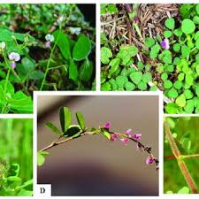 Image result for Indigofera ormocarpoides