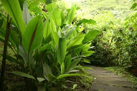 Check spelling or type a new query. Temulawak Plants Garden Remedies