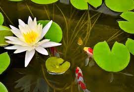 Check spelling or type a new query. Koi Ponds And Water Gardens Planet Natural