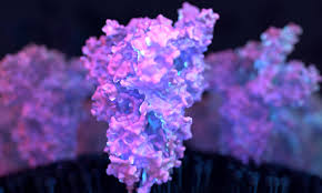 Click to see our best video content. Dynamic Model Of Sars Cov 2 S Protein Reveals Vaccine Targets
