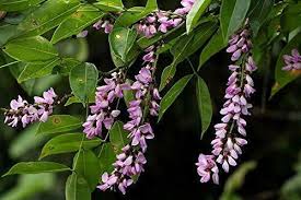 Image result for Millettia grandis