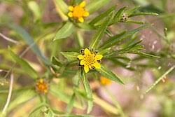 Image result for Calostephane