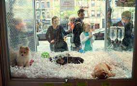 Take the first step to providing a loving home to a pet in need and adopt a pet. New Jersey Passes New Law That Requires Pet Stores To Sell Only Rescue Animals Bored Panda