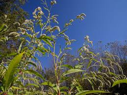 Image result for Persicaria lapathifolia