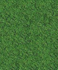 Tifway 419 is a dark green hybrid bermuda grass with excellent wear tolerance. Turfgrass Store King Ranch Turfgrass