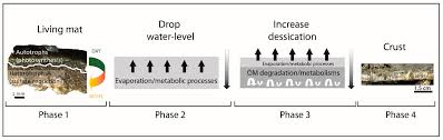 We did not find results for: Minerals Free Full Text Tracking Organomineralization Processes From Living Microbial Mats To Fossil Microbialites Html