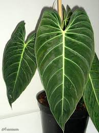 Philodendron Melanochrysum C Helmut Reisenberger Philodendron Easy To Grow Houseplants Plants