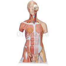 Blood is made up of red blood cells, white blood cells, platelets, and liquid plasma. Deluxe Dual Sex Human Muscle Torso Model 31 Part