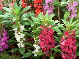 Image result for Balsaminaceae