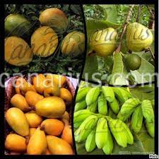 Where to buy fruit trees. Buy Pack Subtropical Fruit Trees With Canarius