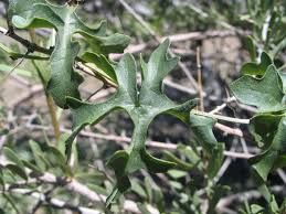 Image result for Coccinia rehmannii